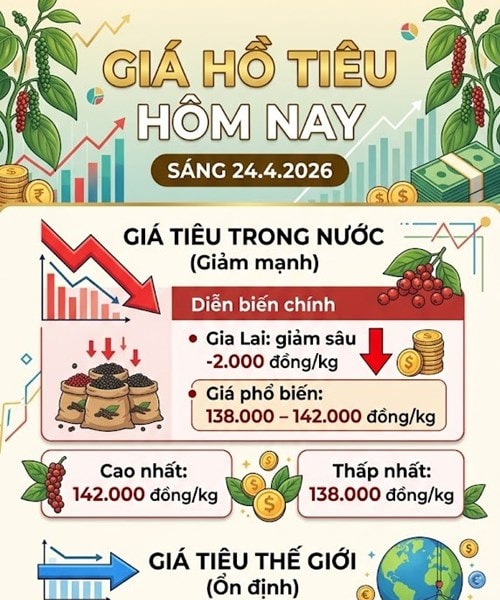 Giá tiêu hôm nay 24/4: Giảm sâu nhất 2.000 đồng/kg, nguồn cung vụ 2026 dự báo giảm 20%