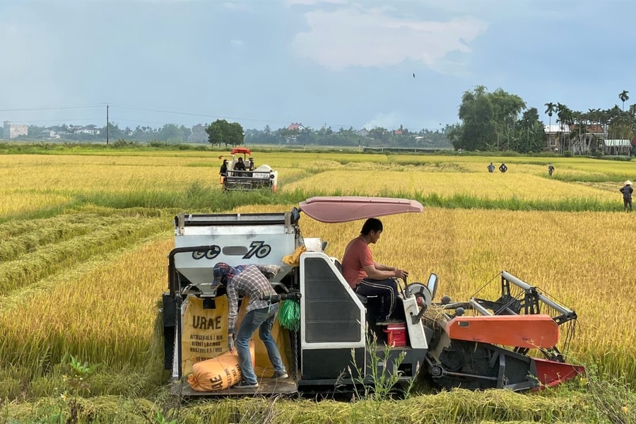 Lúa đông xuân được mùa, giá bán thấp