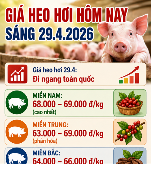 Giá heo hơi hôm nay 29.4.2026: Miền Nam ổn định ở mức cao 69.000 đồng/kg