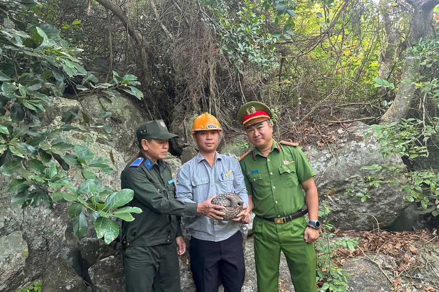 Giải cứu tê tê quý hiếm trôi dạt trên biển Cù Lao Chàm