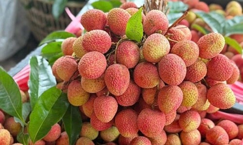 Sản lượng vải thiều 2026 giảm mạnh, giá bán chạm mốc 210.000 đồng/kg