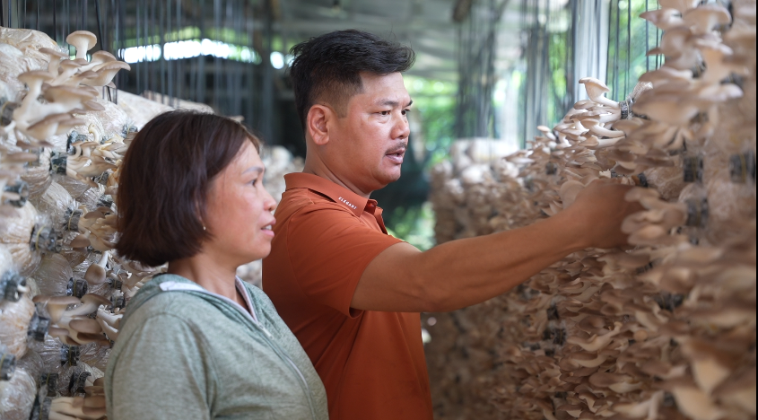 Làm giàu từ mô hình trồng nấm dược liệu