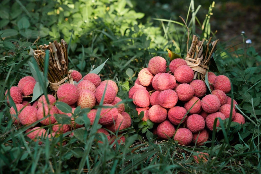 Giá vải thiều xuất Mỹ 40.000đ/kg, cam kết 5 năm liên tiếp