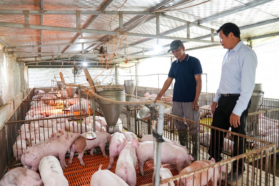 Mở hướng chăn nuôi bền vững