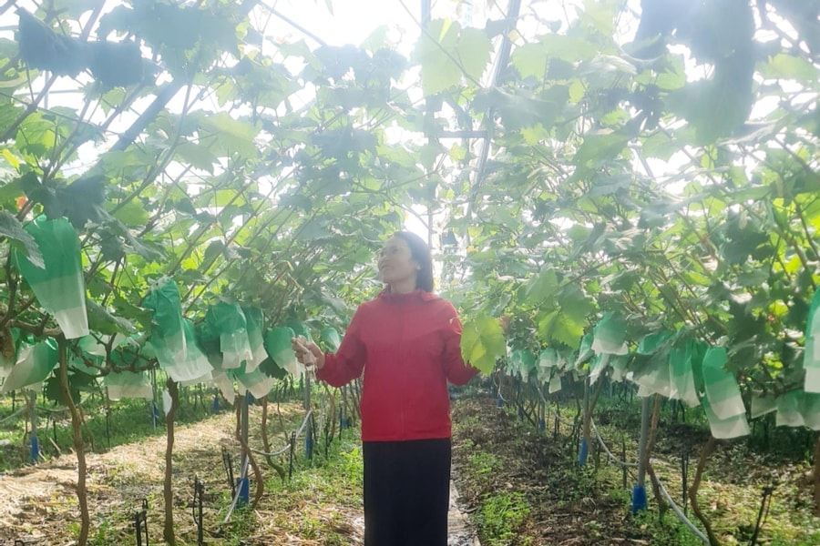 Những vườn nho “đánh thức” đất quê