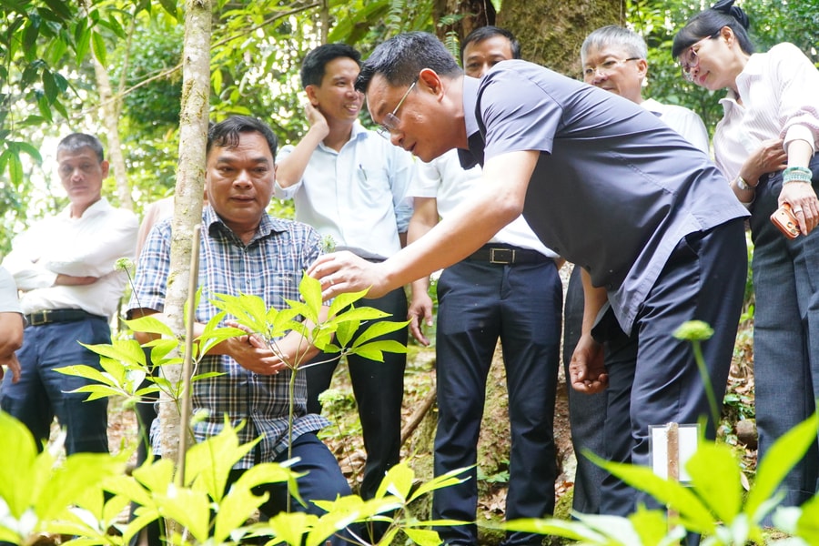 Bí thư Thành ủy Đà Nẵng Lê Ngọc Quang khảo sát vùng trồng sâm Ngọc Linh