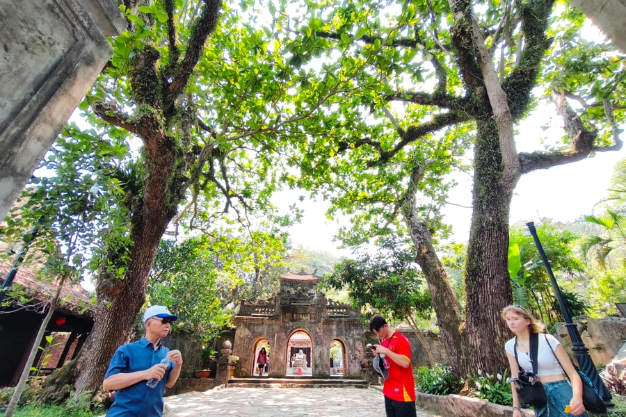 Những rừng trăm năm giữa phố