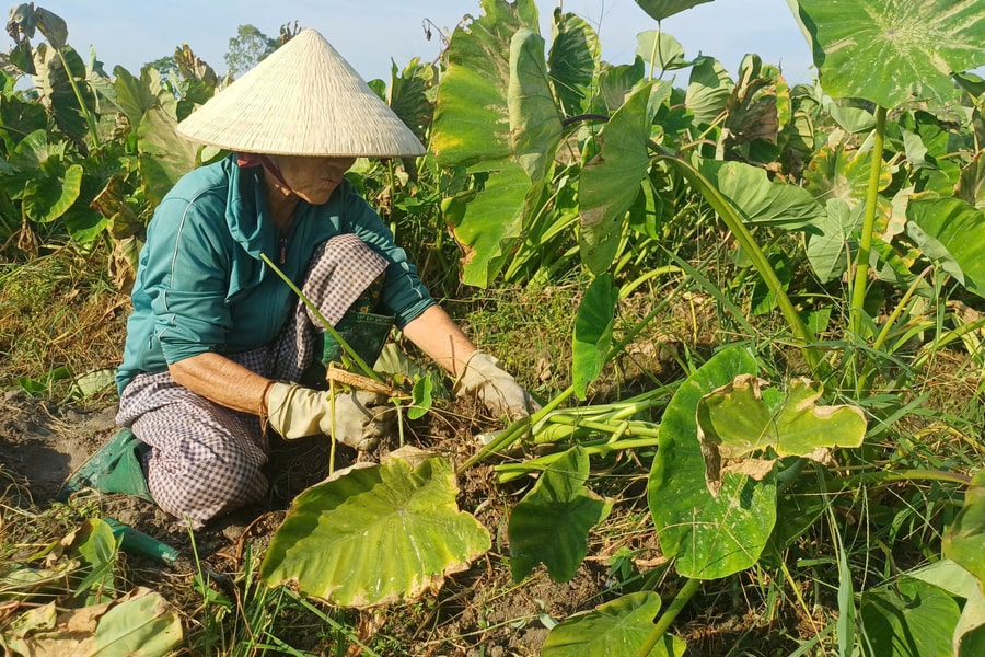 Hiệu quả trồng môn hương trên đất lúa
