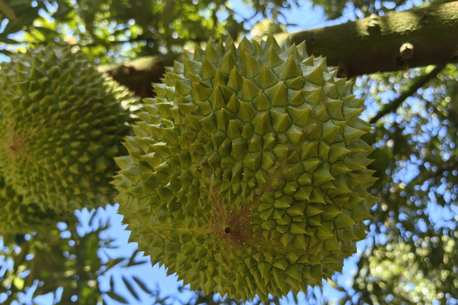 Giá sầu riêng hôm nay 18/5/2026: RI6 Tây Nam Bộ giảm 5.000 đồng/kg