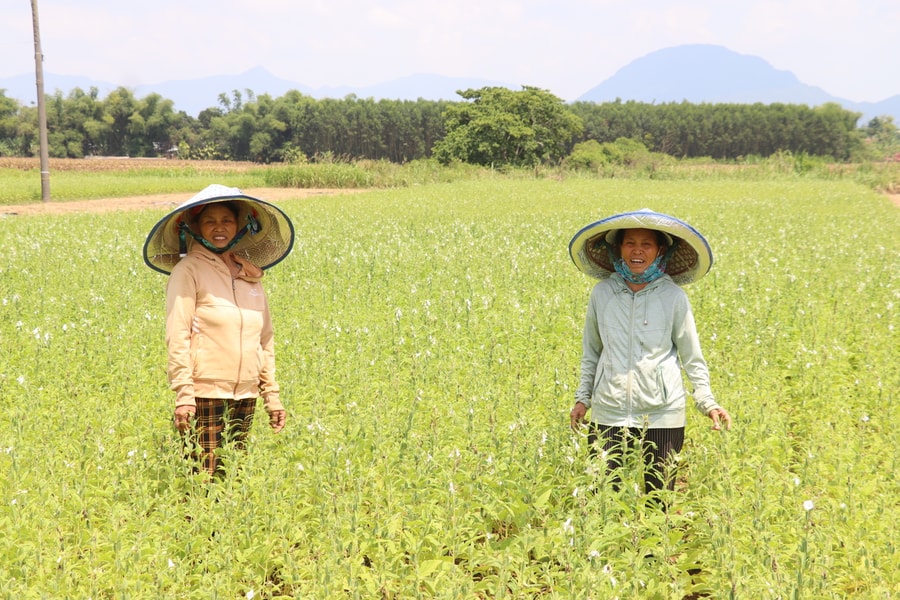 Khẳng định chất lượng nông sản từ quy trình hữu cơ