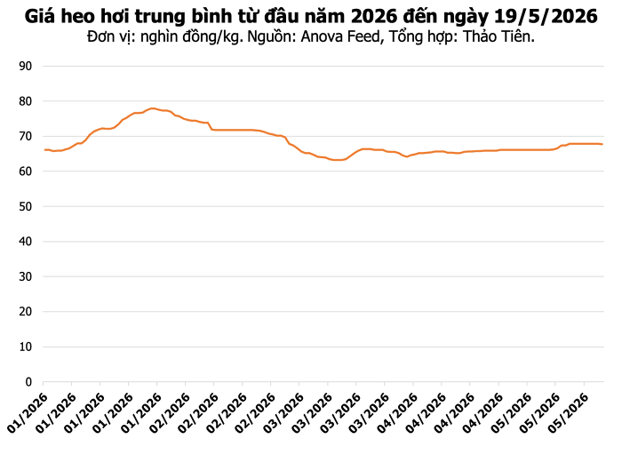 Giá heo hơi hôm nay 19/5: Miền Nam giảm nhẹ, TP.HCM và Đồng Nai giữ mốc 70.000 đồng/kg