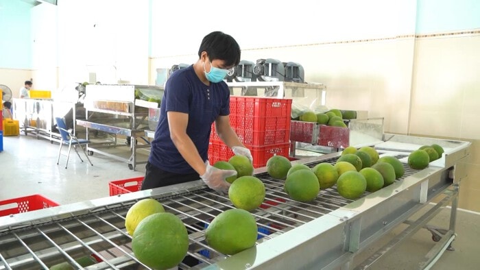 Bưởi Việt Nam xuất khẩu chính ngạch sang Trung Quốc, mục tiêu đạt 500 triệu USD năm 2024
