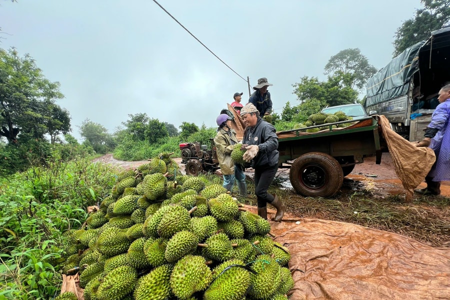 Giá sầu riêng hôm nay 20/5/2026: Cao điểm thu hoạch tại Đồng Tháp