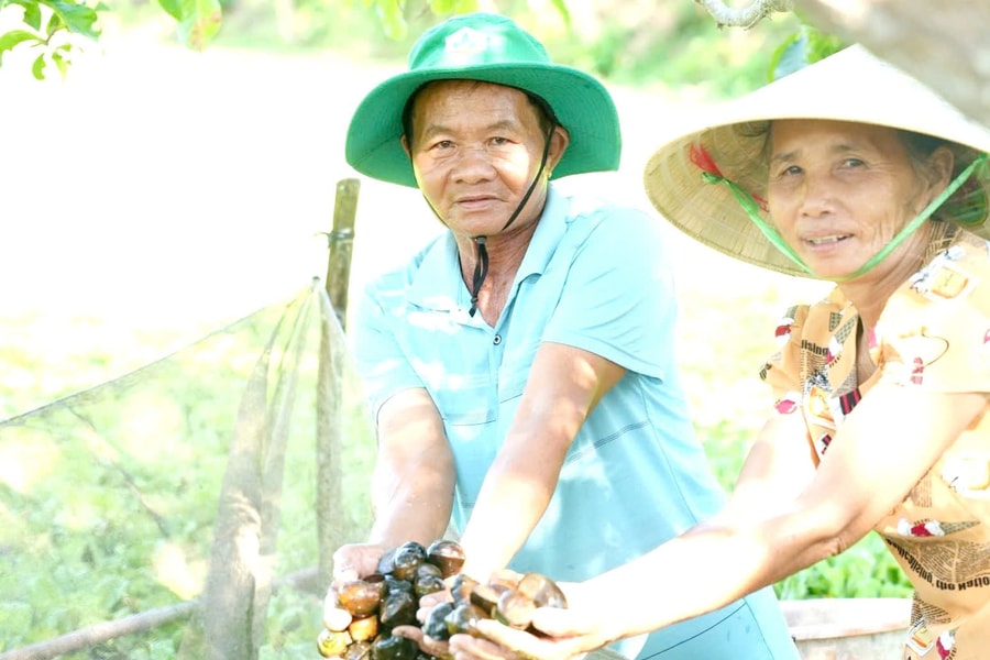 Đánh thức đất khó bằng nghề nuôi ốc