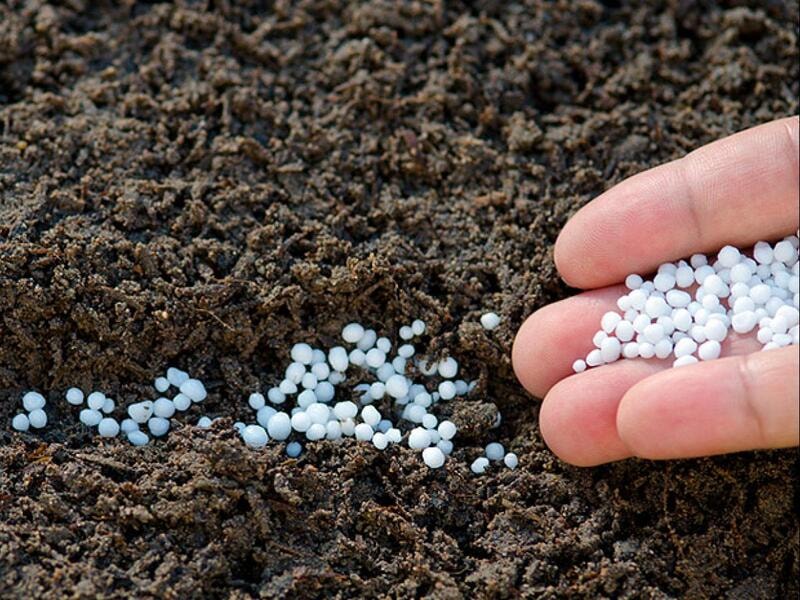 Giá phân bón hôm nay 21/5/2026: Ure Cà Mau giữ mốc 690.000 đồng/bao