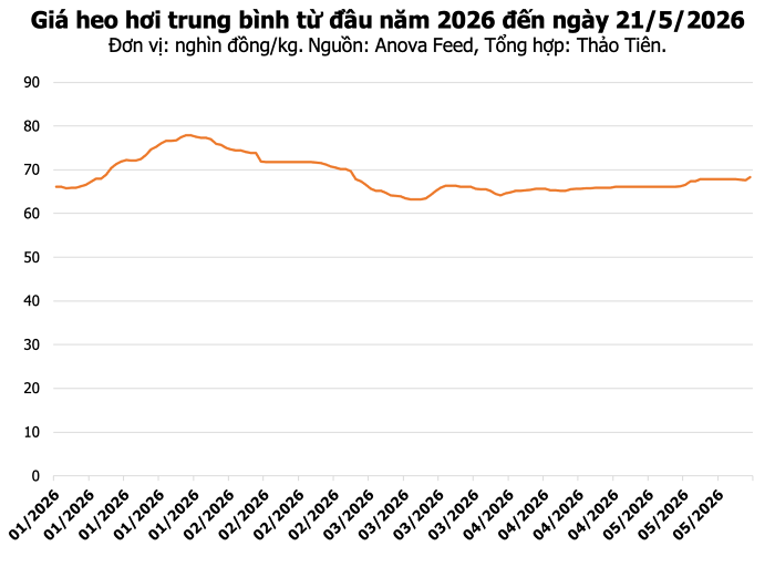 Giá heo hơi hôm nay 21/5: Hưng Yên và Đồng Nai cùng chạm mốc 70.000 đồng/kg