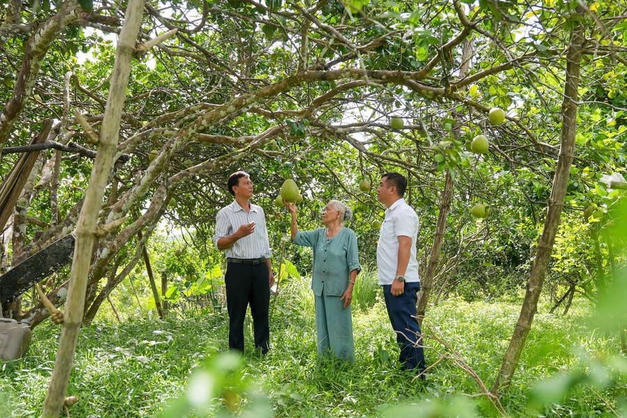 Nông nghiệp Đà Nẵng chuyển mình nhờ liên kết sản xuất