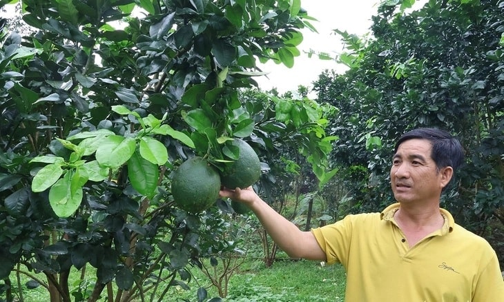 “Hoa trên đá”, rồi nở về đâu?