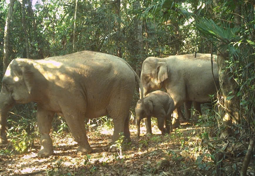 Bẫy ảnh, “mắt thần” giữa đại ngàn