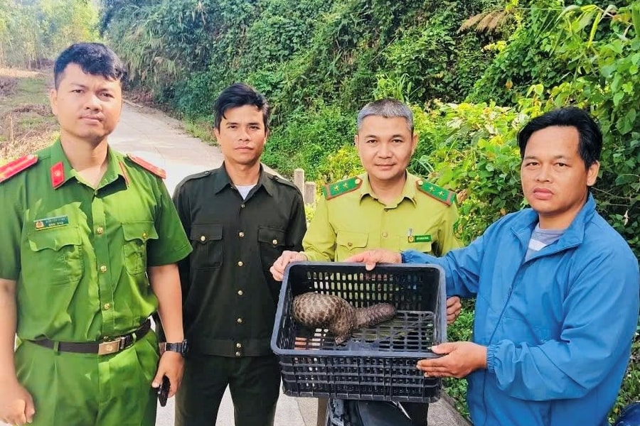 Thả cá thể tê tê nặng gần 1,6kg về rừng tự nhiên