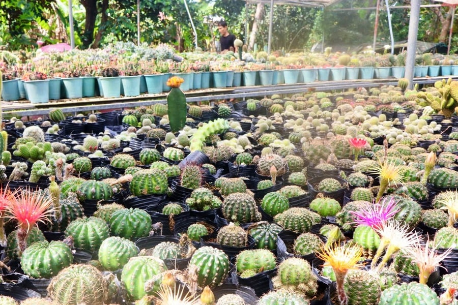 Khởi nghiệp với xương rồng