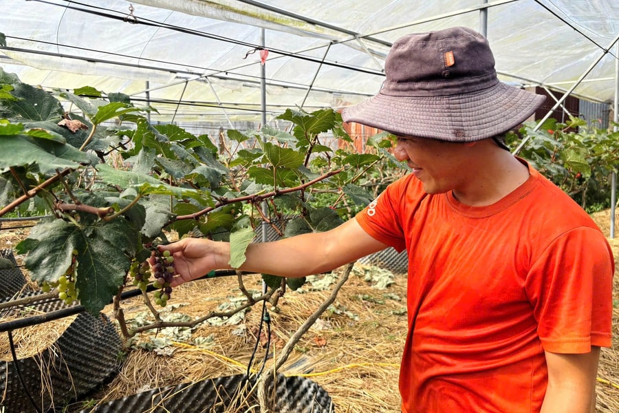 Khi người trẻ chọn về quê