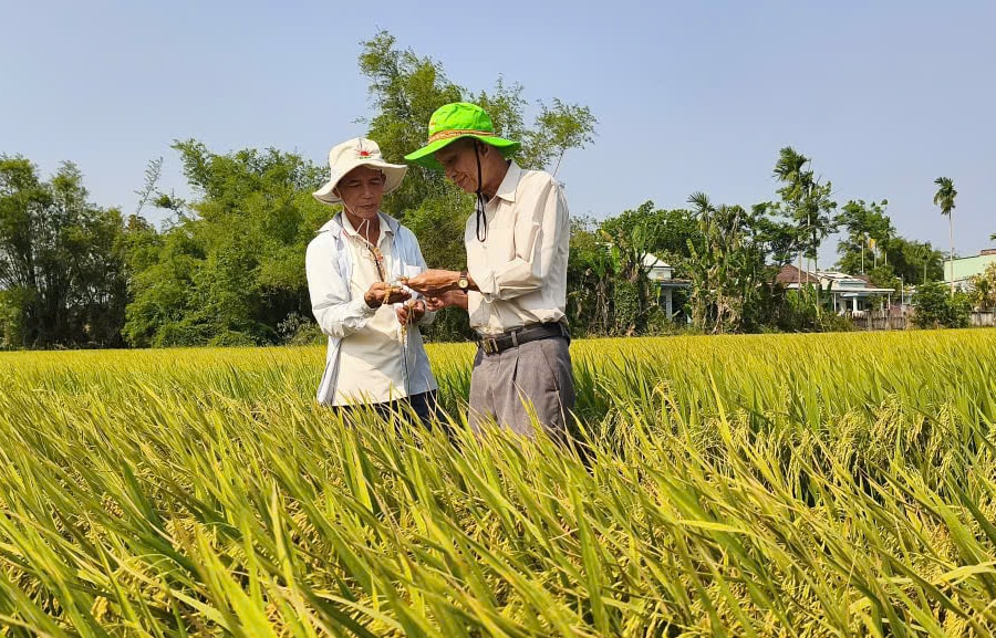 Mở hướng phát triển bền vững cho cây lúa