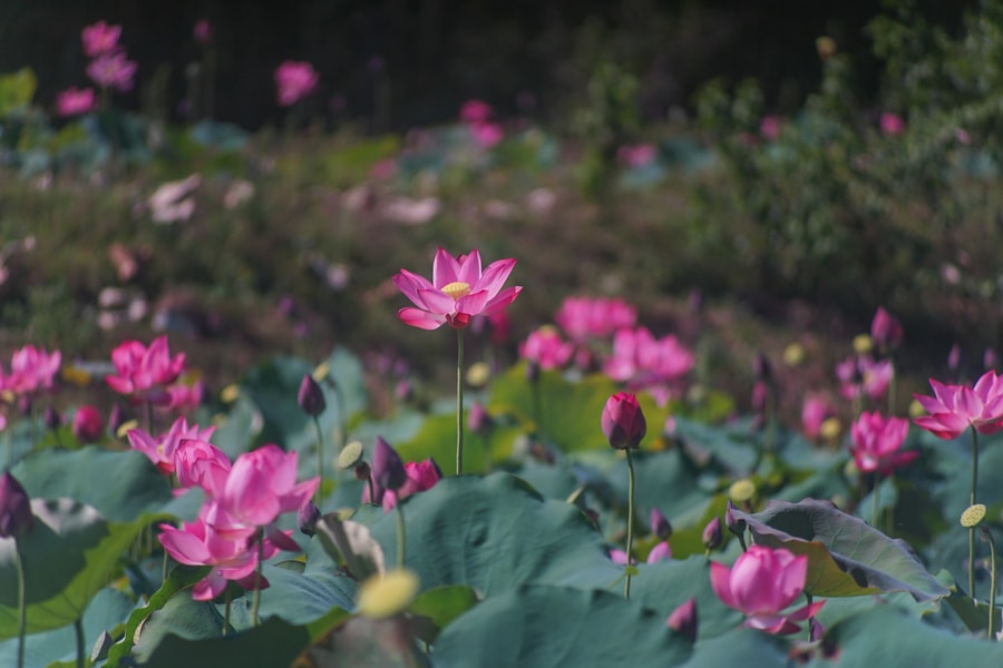 Da Nang lotus fields: Blooming summer check-in attraction