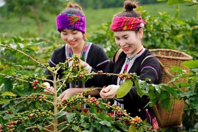 Khe Sanh, cà phê Arabica và miền đất quả vàng