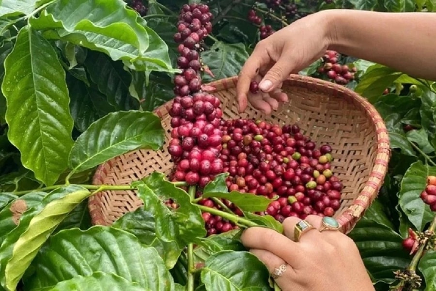 Giá cà phê hôm nay 8/6/2026 mới nhất: Thế giới giảm vì nguồn cung tăng, trong nước lùi nhẹ