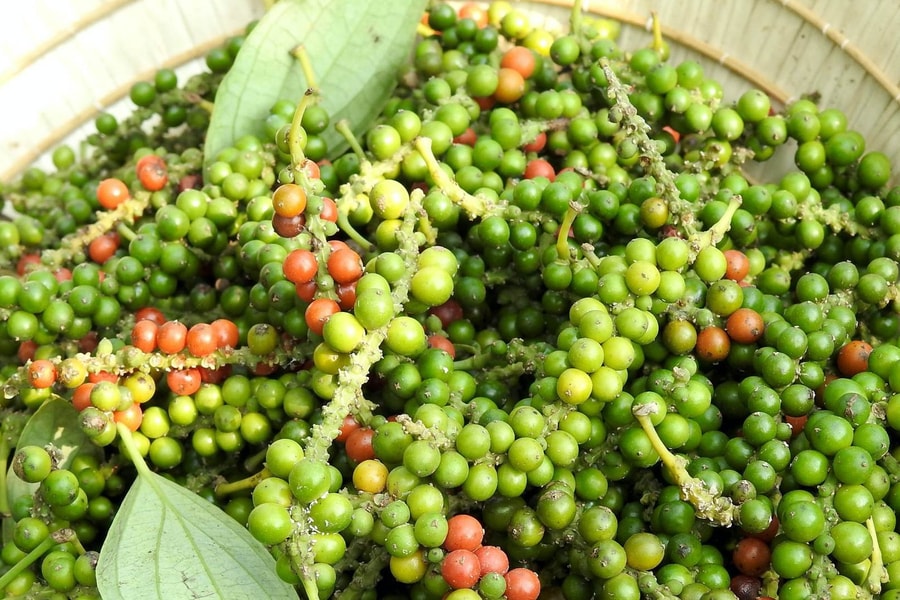 Giá tiêu hôm nay 11/6/2026: Thị trường đi ngang, chờ động lực mới