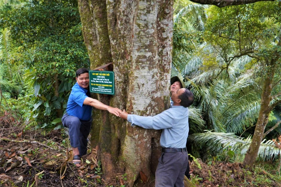 Hương quế Trà My