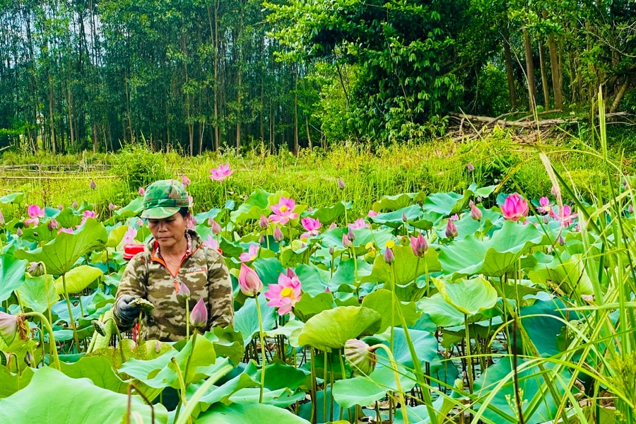 Chuyển đổi đất lúa kém hiệu quả sang trồng sen