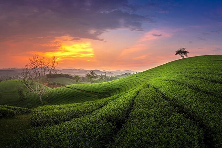 Thị tứ