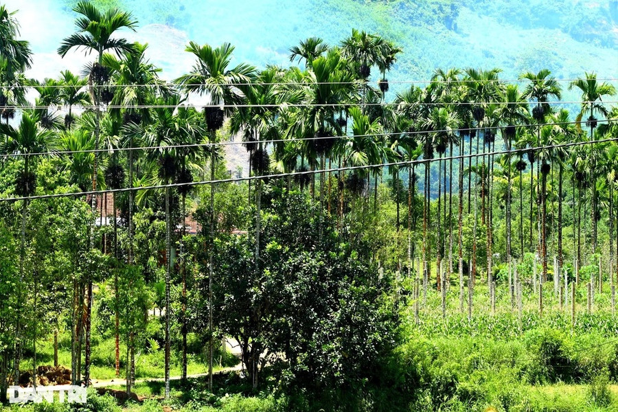 Nhớ vườn cau mùa cũ