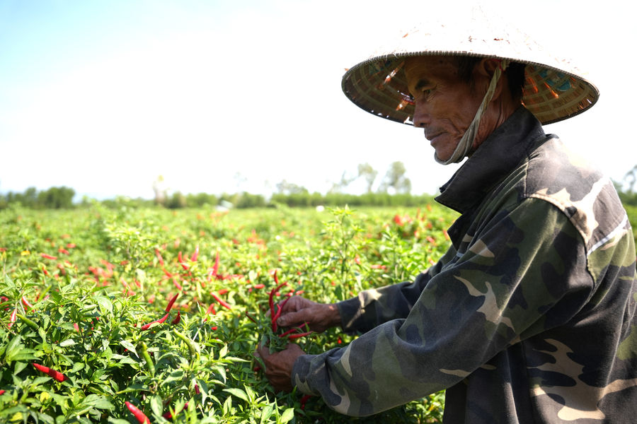 Liên kết sản xuất ớt ở Thăng Bình