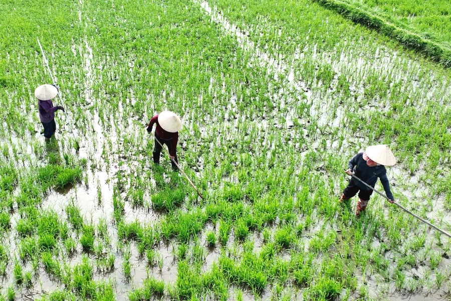 Hợp tác xã liên kết sản xuất để phát triển bền vững