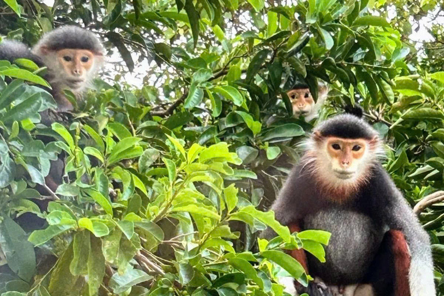 Hiking "Monkey Moutain" in search of the most beautiful primate