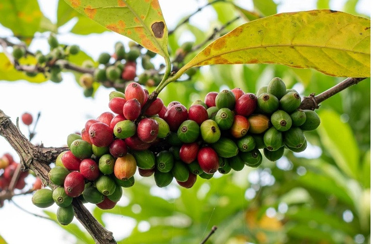 Nỗ lực bảo vệ tương lai cà phê trước biến đổi khí hậu