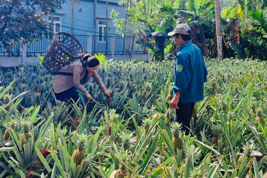 Nâng cao thu nhập từ cây dứa