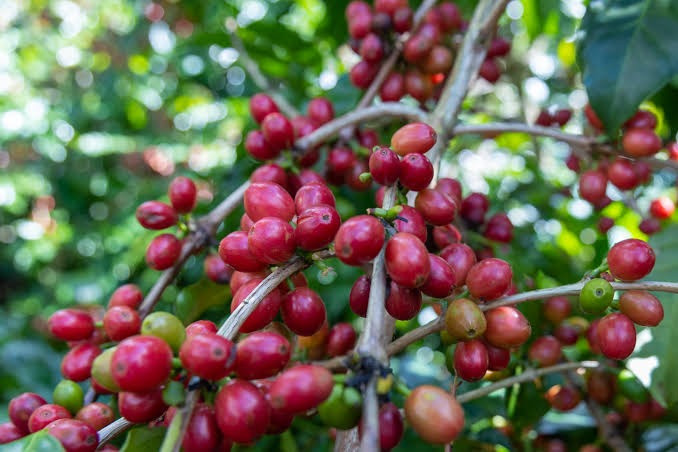 Giá cà phê hôm nay 13/7/2026: Giá nội địa giữ 95.200 đồng/kg, arabica bứt phá trên sàn Mỹ