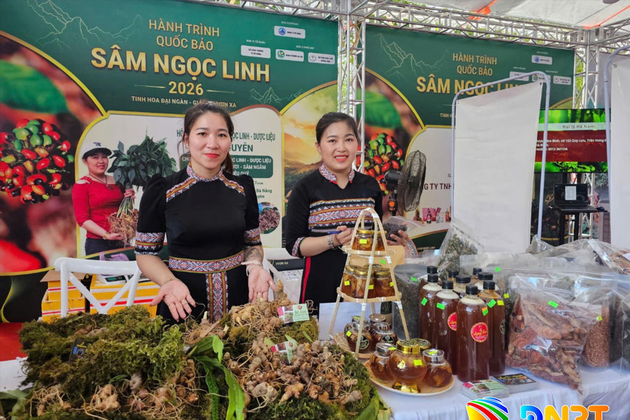 Paving the way for Ngoc Linh ginseng to reach further