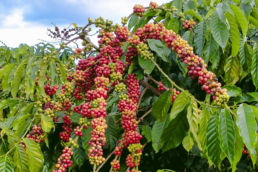 Giá cà phê hôm nay 16/7/2026: Tây Nguyên bật tăng 1.200 đồng/kg, robusta vượt 3.900 USD/tấn