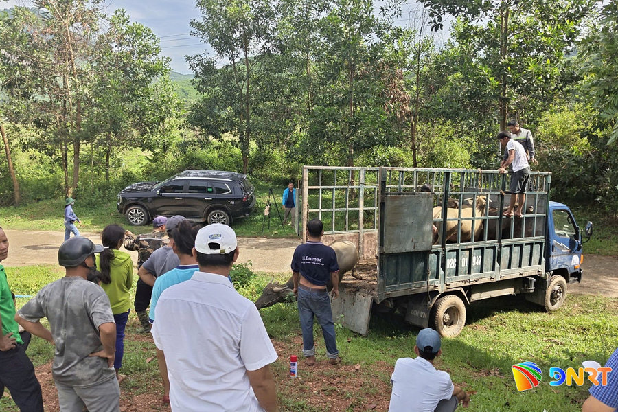 Xã Phước Trà trao hỗ trợ 28 con trâu giống cho hộ nghèo