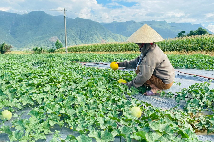 Trồng dưa xen canh trên cánh đồng Ba Khe