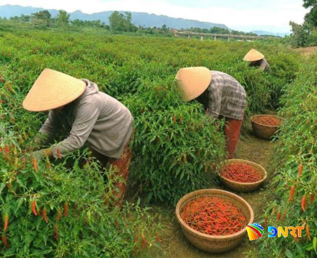 Ớt cay mà... ngọt