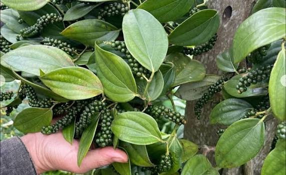 Giá tiêu hôm nay 29/7/2026: Trong nước lặng sóng, tiêu đen Việt Nam giữ mức 6.050 USD/tấn