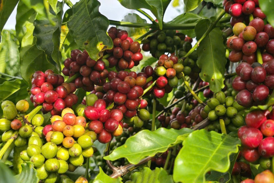 Giá cà phê hôm nay 30/7/2026: Tây Nguyên mất tới 1.800 đồng/kg, không còn nơi nào giữ mốc 97.000 đồng