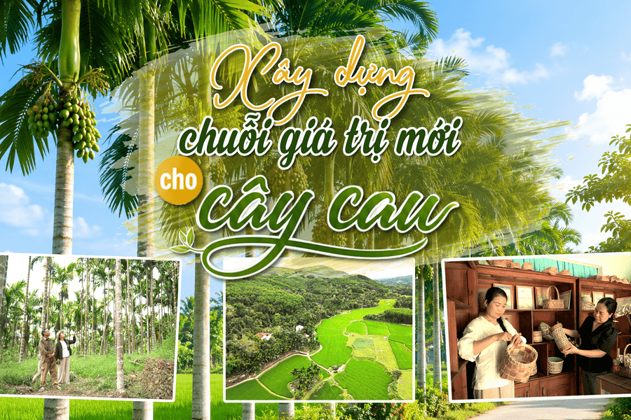 [eMagazine] - Xây dựng chuỗi giá trị mới cho cây cau