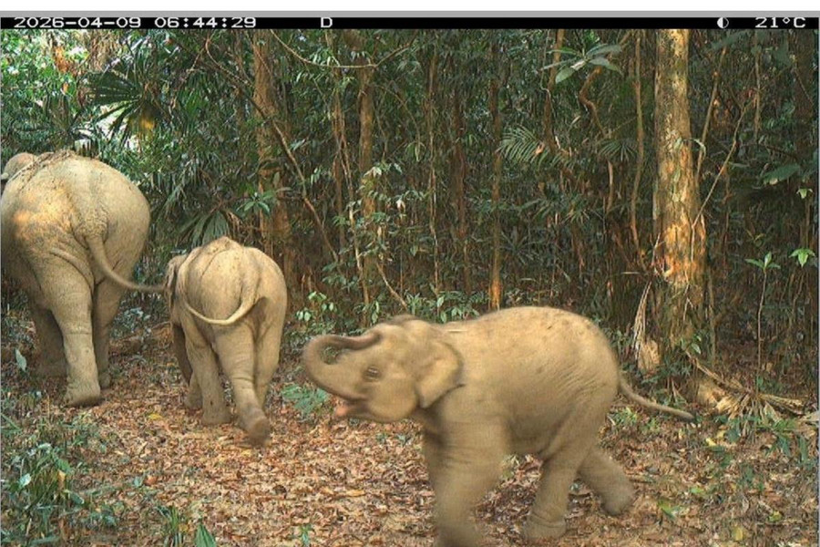 Da Nang to launch tour to explore wild elephant herd